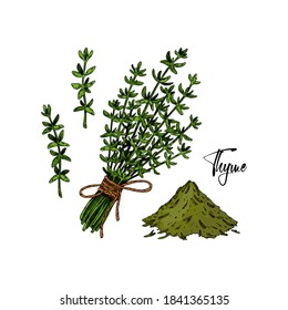 Set of hand drawn thyme branches in bloom and homeopathic and alternative medicine design elements. Vector illustration isolated on white. Botanical herbal plant in vintage colored sketch style. 