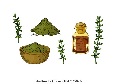 Set of hand drawn thyme branches in bloom and homeopathic and alternative medicine design elements. Vector illustration isolated on white. Botanical herbal plant in vintage colored sketch style. 
