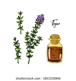Set of hand drawn thyme branches in bloom and homeopathic and alternative medicine design elements. Vector illustration isolated on white. Botanical herbal plant in vintage colored sketch style. 