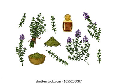 Conjunto de ramas de tomillo dibujadas a mano en elementos de diseño de florecimiento y homeopático y medicina alternativa. Ilustración vectorial aislada en blanco. Planta de hierbas botánicas al estilo de boceto de color vintage. 