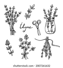 Set of hand drawn thyme branches and bunch of vector illustrations isolated on white.
