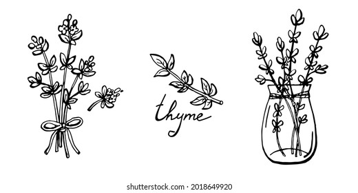 Conjunto de ramas de tomillo dibujadas a mano e ilustraciones vectoriales con letras aisladas en blanco.
