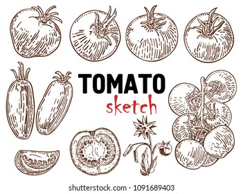 Set of hand drawn tomato. Great set of hand drawn tomatoes isolated on white background. Organic eco food. 