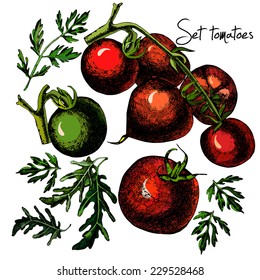 Set of hand drawn tomatoes isolated on white background. Illustrations. Vector. 