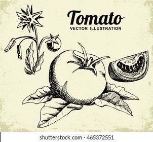 Set of hand drawn tomatoes isolated on old background. Engraved illustration.