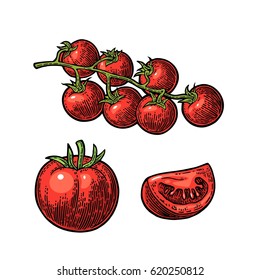 Set of hand drawn tomatoes isolated white background. Branch, whole and slice. Vector engraving color illustration.