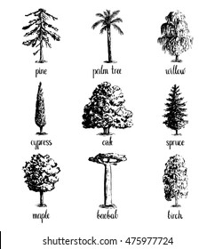 Set of hand drawn tree sketches - oak, palm tree, willow, pine, cypress, baobab, birtch maple spruce
