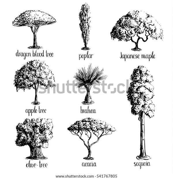 Set of hand drawn tree\
sketches -apple tree, olive, Japanese maple, acacia, brahea,\
poplar, sequoia, dragon blood. Black silhouettes isolated on white\
background