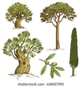 set of hand drawn trees italian cypress and stone pine , pinea, olive isolated vector illustration, engraved symbols of south, evergreen