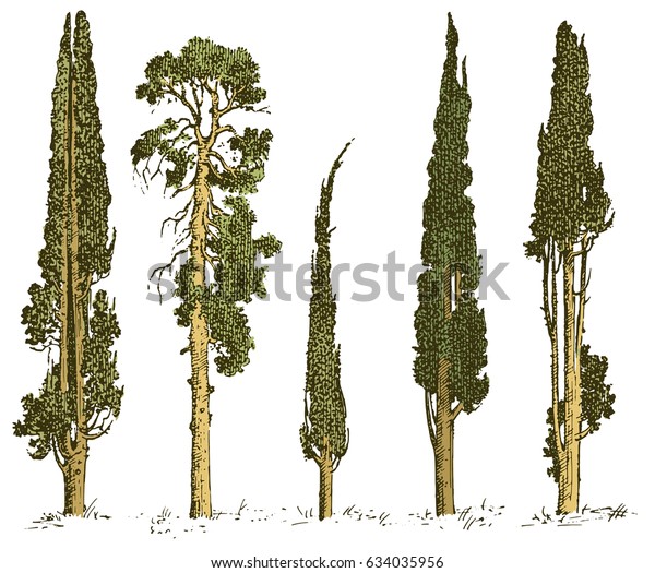 イタリアのヒノキと松の分離型ベクターイラスト 南の彫刻記号 常緑樹 のベクター画像素材 ロイヤリティフリー
