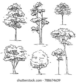 Set Of Hand Drawn Trees : Vector Illustration