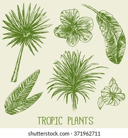 Set of hand drawn tropic plants
