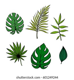 Set of hand drawn tropical green leaves. Exotic leaf, vector illustration