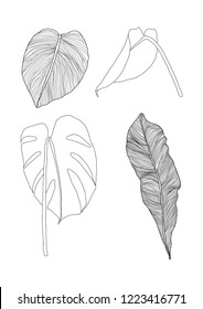 Set of hand drawn tropical leaves isolated on white background. Doodle style. Tripical design elements. Vector illustration.