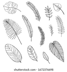 Set of hand drawn tropical leaves. outline drawing