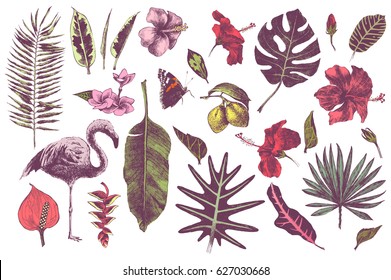 Set of hand drawn tropical leaves, flowers and flamingo. Vector illustration