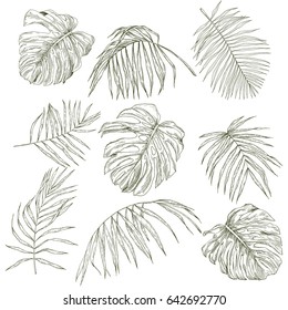 Set Of Hand Drawn Tropical Leaves, Sketch