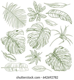 Set of hand drawn tropical leaves, sketch