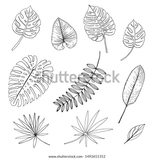 Set Hand Drawn Tropical Leaves Vector Stock Vector (Royalty Free ...