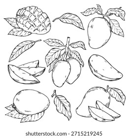 Conjunto de desenho manual tropical Manga fruta esboço desenho comida ilustração