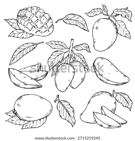 Set of hand drawn tropical Mango fruit outline drawing food illustration