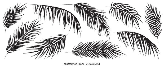 Set of hand drawn tropical palm leaves black silhouette isolated on white background. Vector illustration