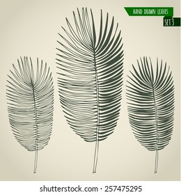 Set of hand drawn tropical palm leaves. Vector illustration.