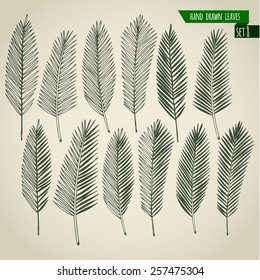 Set of hand drawn tropical palm leaves. Vector illustration.