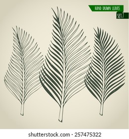 Set of hand drawn tropical palm leaves. Vector illustration.