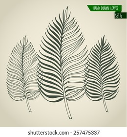 Set of hand drawn tropical palm leaves. Vector illustration.