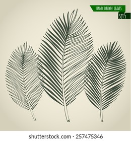 Set of hand drawn tropical palm leaves. Vector illustration.
