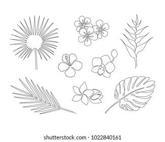 Set of hand drawn tropical plants isolated on white background. Monstera, copernicia, orchid, palm, plumeria, heliconia, hibiscus. One line drawing vector sketch.