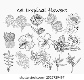  Set of hand drawn Tropical vector set floral illustration. .Hibiscus flower Collection with Flowers and leaves of the jungle for invitation to party or holiday