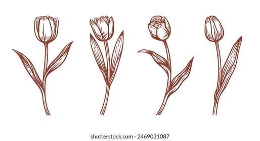 Set of Hand Drawn Tulip Flower Illustration, Tulip Floral Line Art Collection