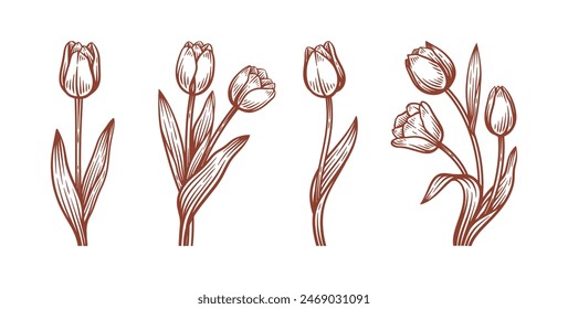 Set von Hand gezeichnete Tulpe Blume Illustration, Tulpe Floral Line Art Kollektion