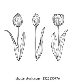 Set of hand drawn tulips. Vector flowers isolated on white.