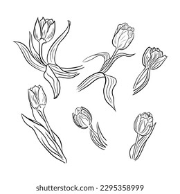 Handgezeichnete Tulpen. Vektorgrafik. Blumen einzeln auf weißem Hintergrund. Kann als Farbseiten, Stoffdesign, Postkarte, Grüße als Tatoo verwendet werden