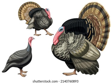 A set of hand drawn turkey The breed of Bronze turkey