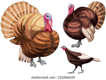 Set of hand drawn turkey The breed of Buff turkey