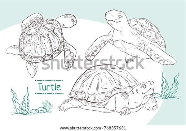 Set Hand Drawn Turtles Stock Vector (Royalty Free) 768357631