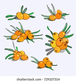 Set of hand drawn twigs with berries. Artistic sea buckthorn sketch isolated on light background. 