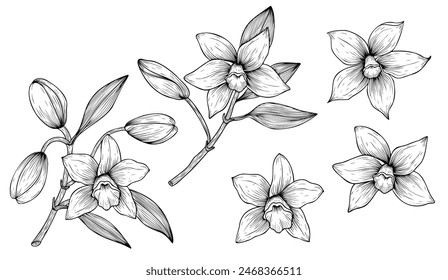 Set of hand drawn vanilla flowers. Outline of vanilla orchid flowers on isolated background. Flowers and sprigs of vanilla spice