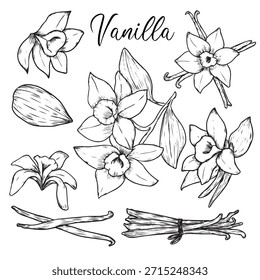 Conjunto de mão desenhada baunilha flores esboço desenho ilustração