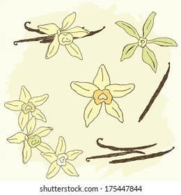 Set of hand drawn vanilla orchids. Colorful sketch of vanilla pods. Vector illustration. 