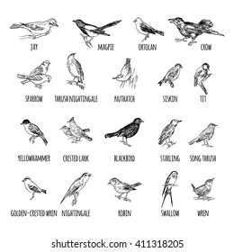 Set of hand drawn various birds. Passerine. Crow, jay, magpie, ortolan, sparrow, nightingale, siskin, robin, swallow, bullfinch, tit