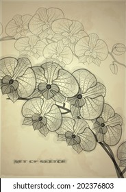 Set of Hand Drawn Various Elements On Old Vintage Paper . Vector Illustration. Eps 10