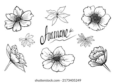 Set of hand drawn vector Anemone flowers, buds and leaves in sketch style isolated on white background