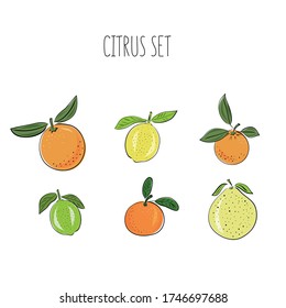 Set of hand drawn vector citrus, lemon, orange, lime, pomelo, tangerine and grapefruit fruits on light background. Sketch illustrashion.