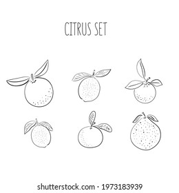 Set of hand drawn vector citrus, lemon, orange, lime, pomelo, tangerine and grapefruit fruits on light background. Sketch illustrashion.