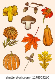 Set of hand drawn vector decorative autumn design elements in vintage style. Mushrooms, flowers and leaves.
